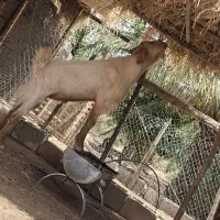 کهره نر پروار آماده قربانی