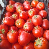 گوجه ربی|خوردنی و آشامیدنی|گالیکش, |دیوار