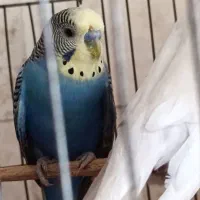 فنچ ومرغ عشق