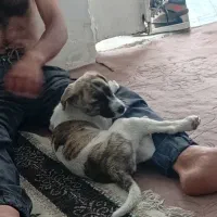 توله سرابی ماده