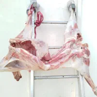 گوشت تازه سر بریده شده