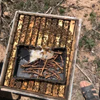 زنبور عسل