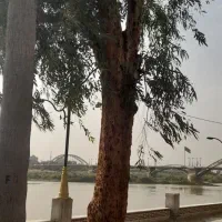 برش کاری درخت و خریدار چوب