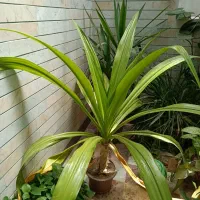 گل گیاه|گل و گیاه طبیعی|نجفآباد, حومه نجف آباد|دیوار