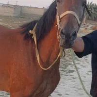 ماده