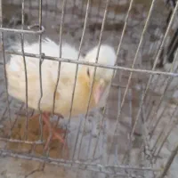 بوقلمون