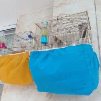 سهره|پرنده|لنجان, |دیوار