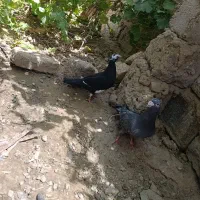 کبوتر|پرنده|زهک, |دیوار