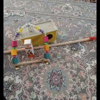 فروش لونه مرغ عشق طناب و آویز