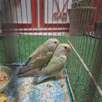 طوطی برزیلی
