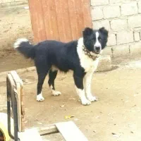 سگ معاوضه با مرغ
