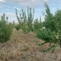 باغ ویلا (اطلاعات خوانده شود)