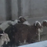 بره عربی عراقی