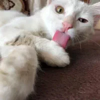 گربه