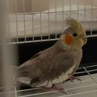 عروس هلندی با قفس و لوازم