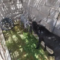 گوسفند نر