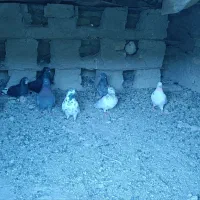کبوتر تهرانی زمانتی