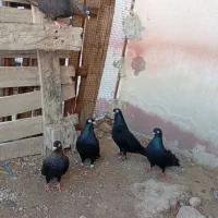 کبوتر سیاه آبادانی