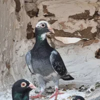 کفتر