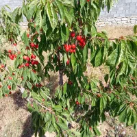 زمین باغی دربالای شهرک صنعتی بهاران