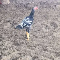 لاری