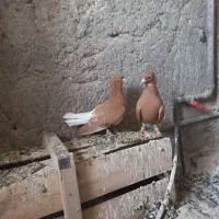 کبوتر