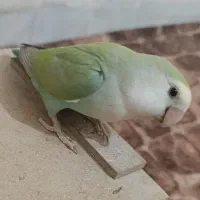 گم شده