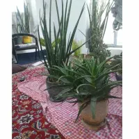 گل کاکتوس واپارتمانی ونخل