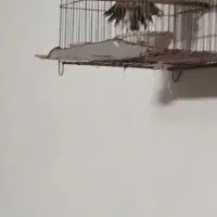 قناری