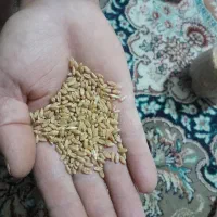 فروش یه تن گندم بذر