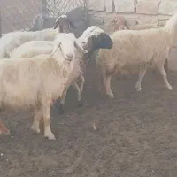هفت عدد میش