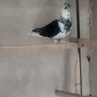 کبوتر پرشی