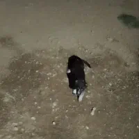 سگ نگهبان نر لاس