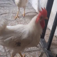 خروس