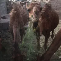 هاشی