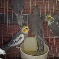 عروس هلندی