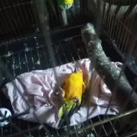 طوطی خورشید بانمک