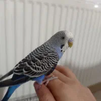 دوعدد مرغ عشق دستی