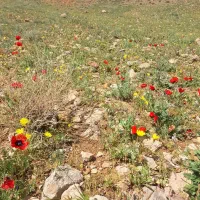 کود رایگان