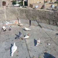 فروشی کبوتر