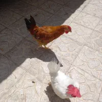 یک عدد مرغ ویک عددخروس