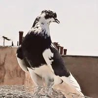 ۱۴۰ طوق کبوتر یجایی حاصل عمر