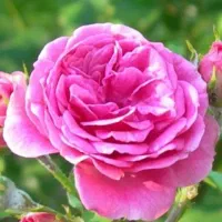 پخش گل محمدی تازه و خوش عطر