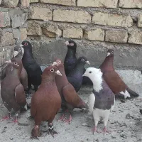 سرخ لاکی