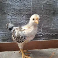 ولایتی خروس مرغ کاکلی