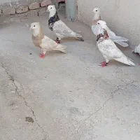 کبوتر طوقی اجری