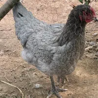 آیسبار فرانسوی خاص
