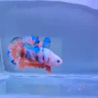 فروش ماهی فایتر مولدنصف قیمت