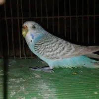 مرغ عشق فروشی