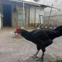 یه جفت مرغ خروس جوان مشکی پاپر ۲۵۰۰